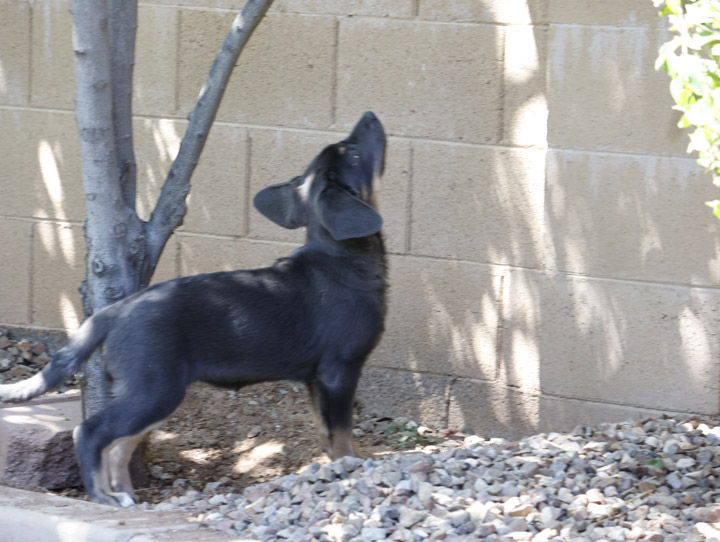 chinook dog